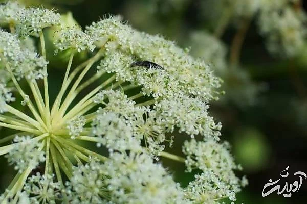 فواید گلپر چیست؟